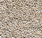 Barley
