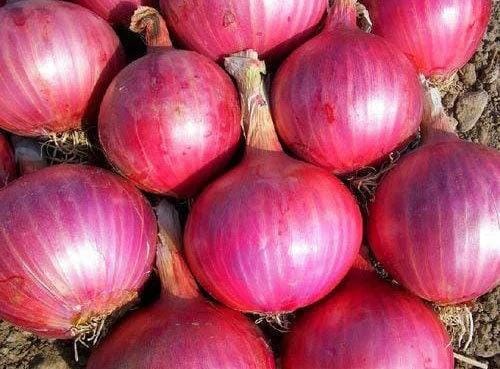 Red Onions
