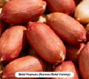 Bold Peanuts (Runner/Bold Variety)